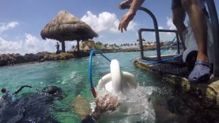 Xcaret Playa Del Carmen Mexico Sea Trek [upl. by Juback649]