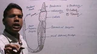 BALANOGLOSSUSClassificationExternal Morphology [upl. by Odinevneib10]