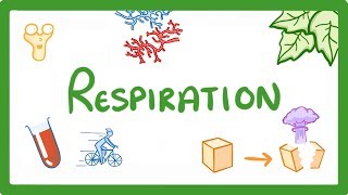 GCSE Biology  Respiration 21 [upl. by Naujet]