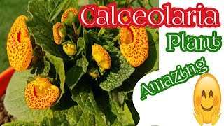 Calceolaria Plant  Ladys purse plant  Care and tips of Calceolaria [upl. by Yehs]