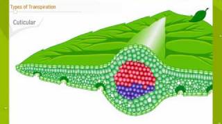 Transpiration In Plants [upl. by Frances823]