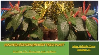 Acalypha Hispida Monkey Tail Plant in Balcony  Potting amp Updates [upl. by Su845]