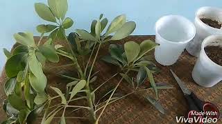 How to grow schefflera through cuttings easily [upl. by Aihsinyt]