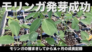 モリンガ種まきして発芽を成功させた方法：枯れないように毎日の水やりがポイント [upl. by Amalle]