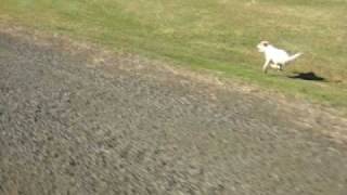 Parson Russell Terrier running at 40 km [upl. by Amasa]