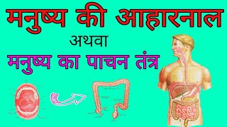 पाचन तंत्र  मनुष्य की आहारनाल  Digestive system  Alimentary canal of Man  aahar naal ka chitra [upl. by Ilenay]