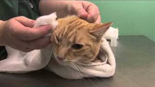 How to clean a cats ears [upl. by Orit]