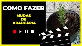 Como plantar araucária Rápido e Fácil How to plant Araucaria [upl. by Berkman]