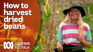 Tips for harvesting dried beans  Gardening 101  Gardening Australia [upl. by Anaujit539]