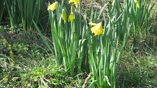 98  Récolte de graines de jonquilles  31052017 [upl. by Eylrac]