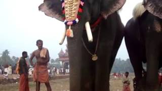 Cherpulassery Parthan with Mahout Santhosh at Arattupuzha Pooram 2010 [upl. by Sergias]