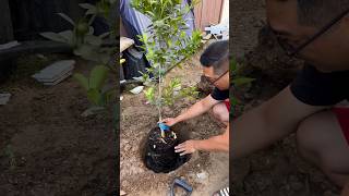 Planting a Calamondin Citrus Tree [upl. by Siwel]