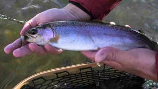 Fly Fishing Colorado Yampa River February Part 7 [upl. by Airretnahs]