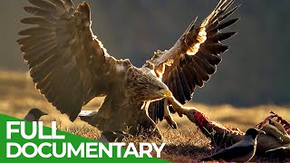 The Sea Eagle  King of the Seas  Free Documentary Nature [upl. by Tiana]