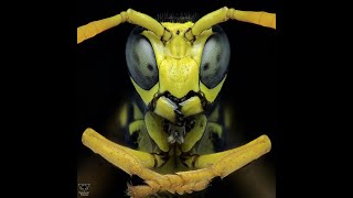 BIRTH OF WASP FROM THE CELL PAPER WASP POLISTES JUST EMERGED entomology wasps [upl. by Marb]