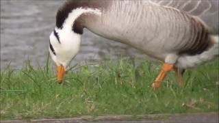 Barheaded Goose [upl. by Eolanda]