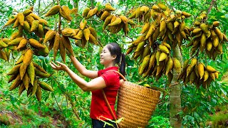 How To Harvest Rhodomyrtus Tomentosa amp Goes To Market Sell  Gardening And Cooking  Lý Tiểu Vân [upl. by Eilrebma]