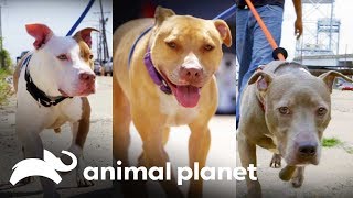 ¿Cuál de estos hermosos Pit Bulls adoptarías  Pit bulls y convictos  Animal Planet [upl. by Assille569]