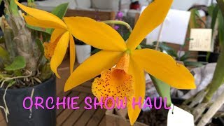 ORCHID SHOW HAUL Australian Dendrobiums Cattleyas and more [upl. by Read]