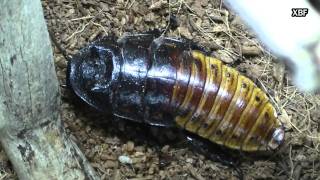 Madagascar hissing Cockroach Gromphadorhina portentosa HD [upl. by Werda]