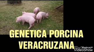 Genetica porcina veracruzana [upl. by Blankenship]