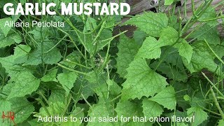 ⟹ GARLIC MUSTARD  Alliaria petiolata  This is a really good wild green you can eat [upl. by Akeryt659]