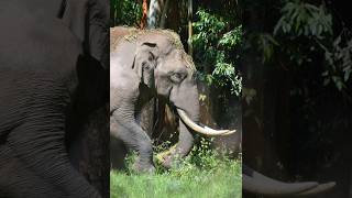 Wild animals life in the jungle wildlife animallover life loveanimals jungle video shorts [upl. by Eirased]