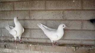 PALOMAS BLANCAS PARA EVENTOS [upl. by Starling406]