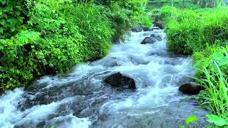 Nature River Sounds For Sleeping White Noise Nature Sounds Waterfall River Healing Ambience ASMR [upl. by Worthy]