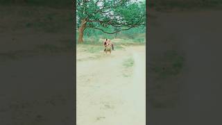 Koi Mil Gaya Jadu 🤣 comedy funny emotional love sad trendingshorts funnyvideo amitffytcomedy [upl. by Etirugram367]