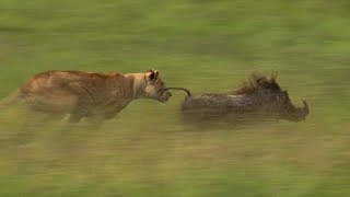 Mother Lioness Hunts Warthog  BBC Earth [upl. by Trebeh]