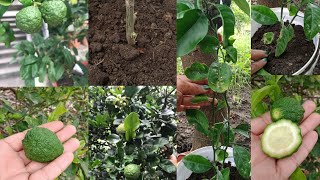 How to grow kaffir lime plant in pot काफीर लाइम प्लांट को कटिंग से पोटमे ग्रो कराए [upl. by Hirst130]