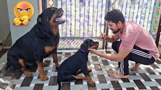 Dog try to save his puppy  Rottweiler puppy  funny dog videos [upl. by Brian]