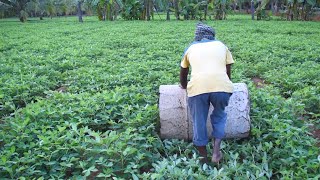 Role Of Drum Rolling In Groundnut  Farming Inspirations [upl. by Robillard921]