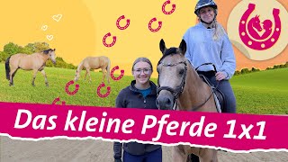 Erste Reitstunde bei Lia Maria Ziffy auf dem Ponyhof  Mein Pferdesommer  SWR Plus [upl. by Elrak489]