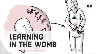 Prenatal Development What Babies Learn in the Womb [upl. by Llezo]