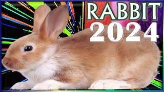 ✪ Rabbit Horoscope 2024 ✦ Born 2023 2011 1999 1987 1975 1963 1951 1939 [upl. by Asial19]