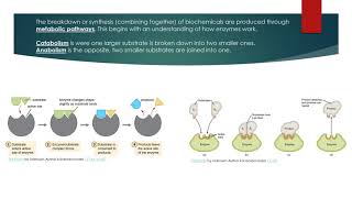 Chapter 4 How metabolic pathways are regulated [upl. by Gerrald]