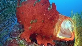 Hiding Camouflage amp Mimicry  Reef Life of the Andaman  Part 16 [upl. by Keung]