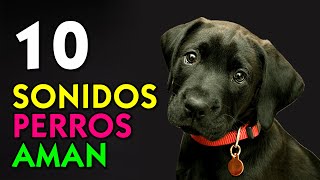 10 Sonidos Perros Aman [upl. by Yttap873]