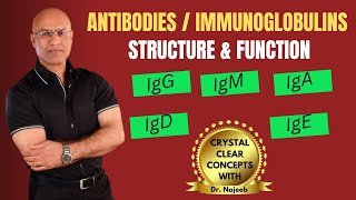 Antibodies  Immunoglobulins  IgG IgM  IgA  IgD  IgE  Immunology [upl. by Phillis]