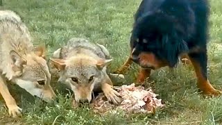 Tibetan Mastiff Vs a Pack of Wolves The most expensive dog breed in the world [upl. by Sydel]