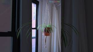 Indoor Plants That Increase Humidity amp Reduce Dry Air In Homes shorts plants [upl. by Ednihek]