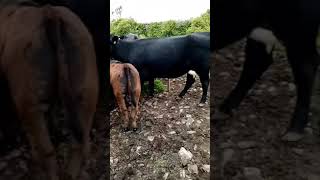 Angus Cross Heifers with Shorthorn calves at foot [upl. by Erdnuaed]