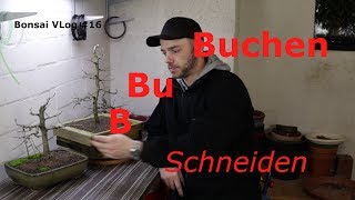 Buchen Frühjahrsschnitt Rotbuche Blutbuche und Hainbuche  Fagus und Carpinus  Bonsai VLog 16 [upl. by Ygief707]