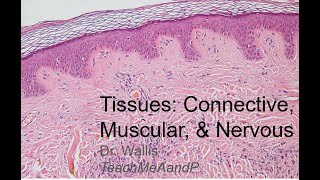 Tissues Part 2 Connective Muscular and Nervous Tissues [upl. by Vial]