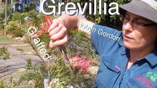 Grafted Grevillea Tree Robyn Gordon  Australian Native Flowering Plants [upl. by Chiou]