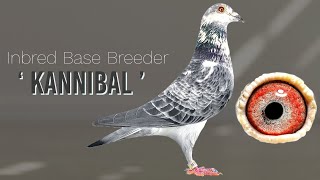 This Racing Pigeon Belongs To Very Famous Pigeons Bloodline Now For Sale In Herbots Pigeons Auction [upl. by Annaet]