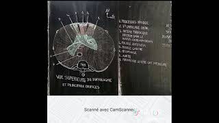 Vue supérieure du diaphragme et principaux orifices [upl. by Apicella344]