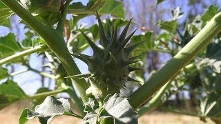 Stramonio cosmopolita pianta velenosa Datura stramonium facilmente riconoscere [upl. by Wandis]